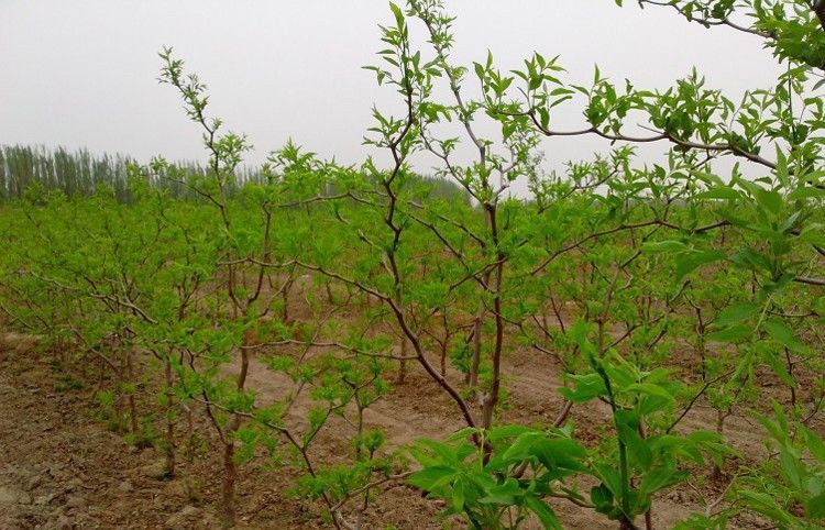 新疆大枣树苗 正宗嫁接枣树苗 盆栽地栽果树苗 假一赔十