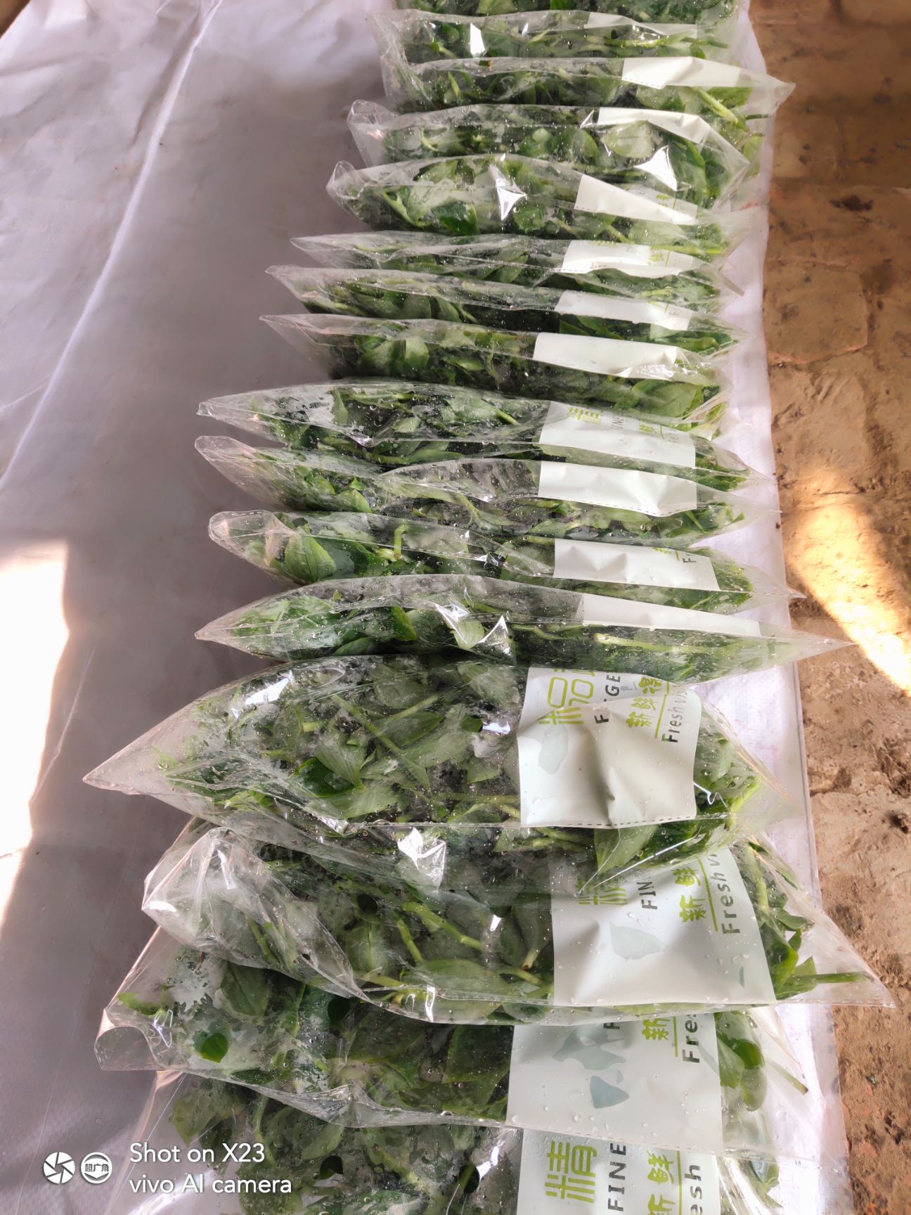  石斛苗翡翠石斛苗特菜