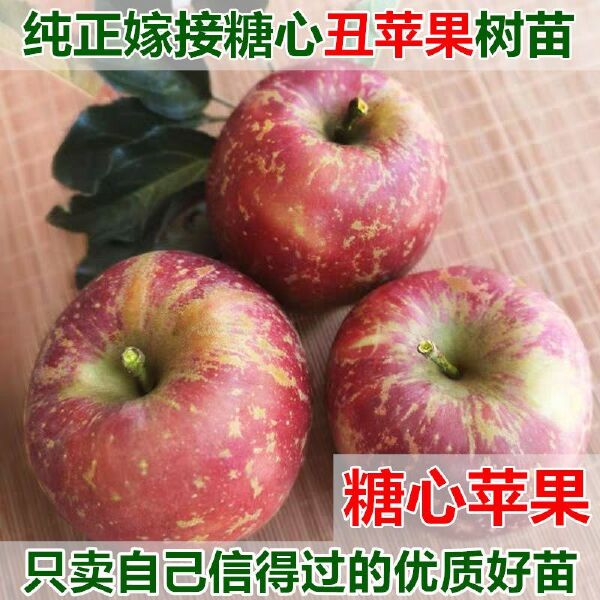 冰糖心苹果苗 晚熟品种，十月份成熟，甜度19度。