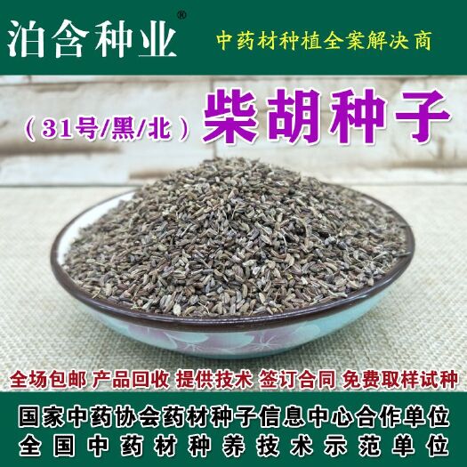 安国市 柴胡种子 提供技术 回收产品 黑柴胡药材种子 北柴胡种子