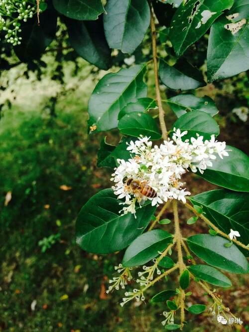 郑州蜂巢蜜  山花蜂蜜