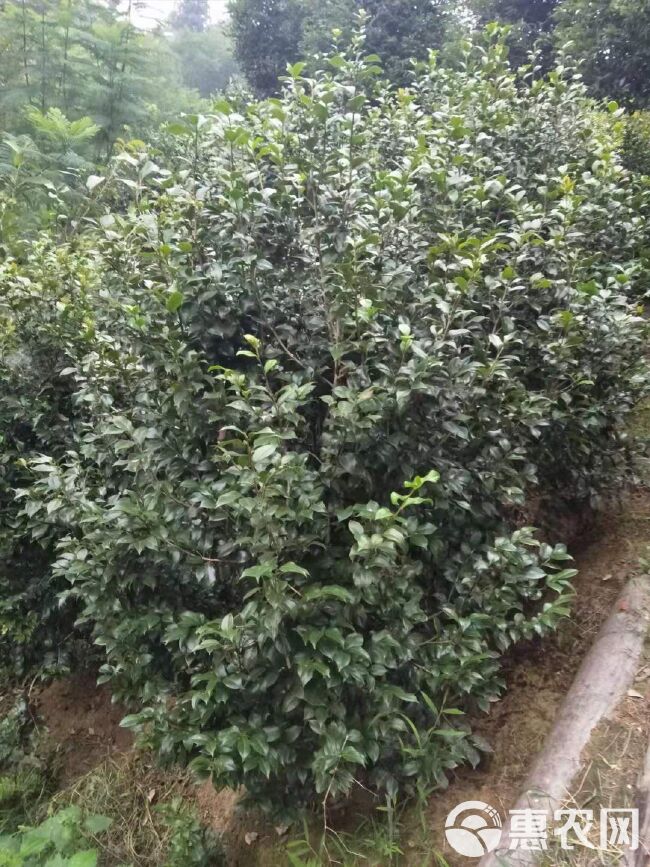 山茶花   供应H1-6米高茶花，茶花球