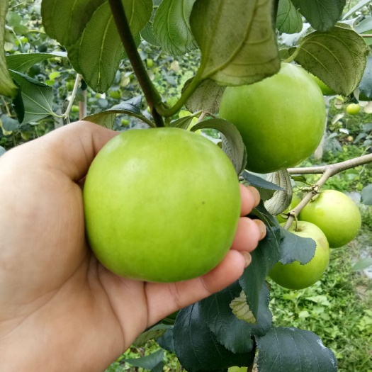 灵山县 苹果枣树苗