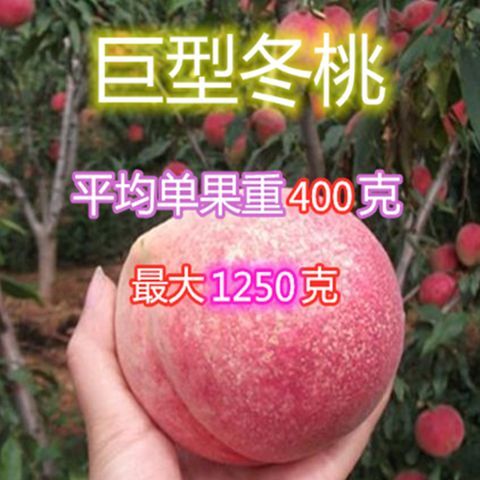 冬桃苗 晚熟品种，十月份成熟，单果重200克。