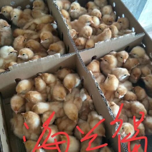 广州 高产蛋鸡苗 海兰褐蛋鸡苗 年产蛋300玫 包成活