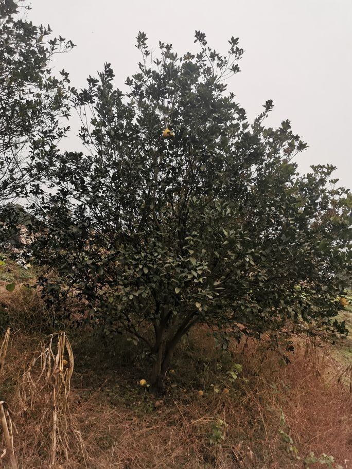 普通柚树苗 供应10-20公分柚子，香泡