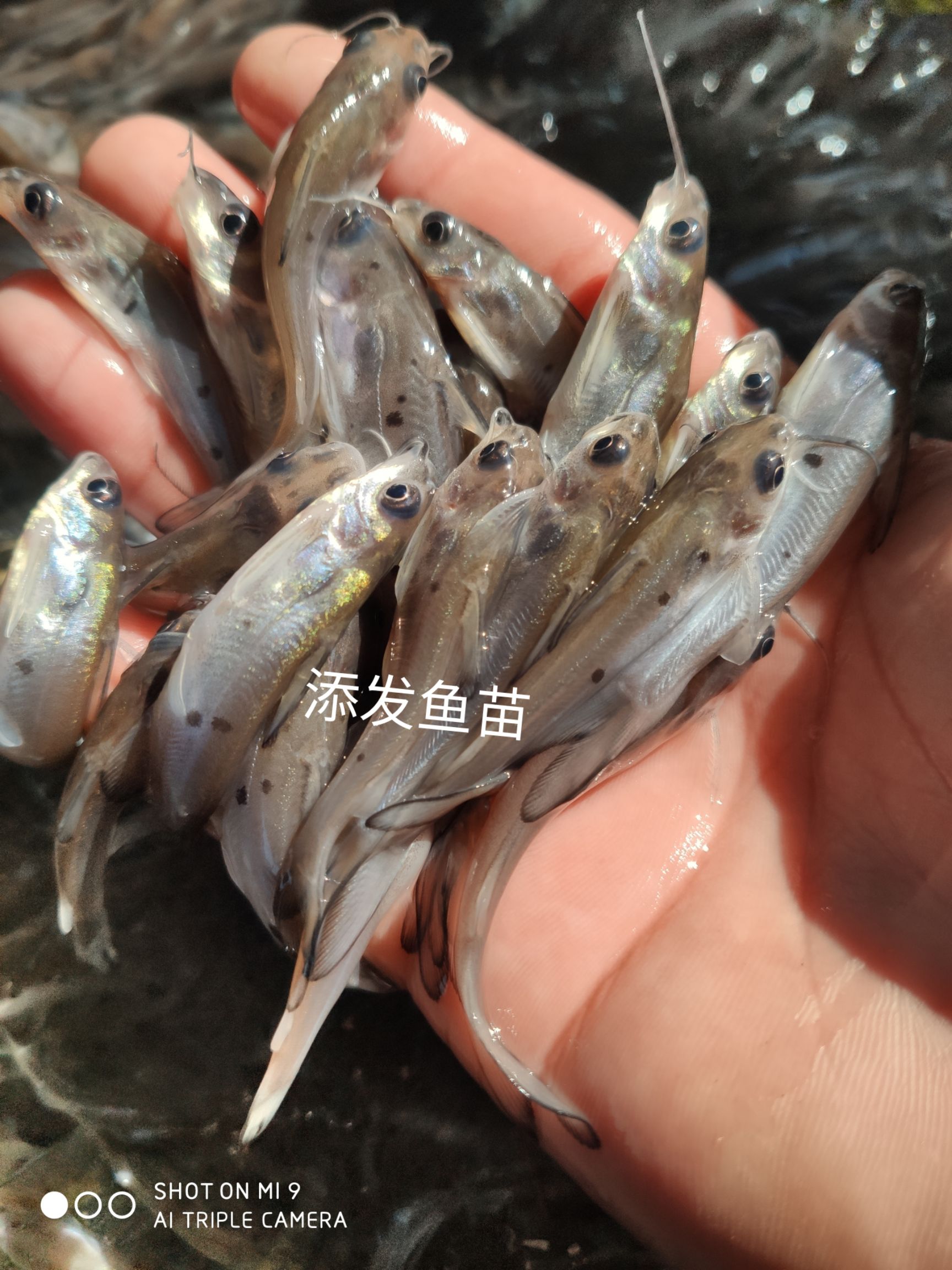 大量出售斑点叉尾鮰鱼苗，叉尾鮰鱼苗供应商