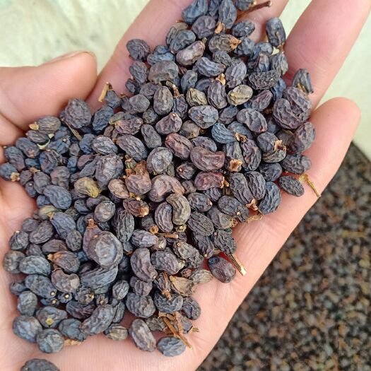 女贞子纯，选货过筛煮水泡茶产地批发净货5斤起批