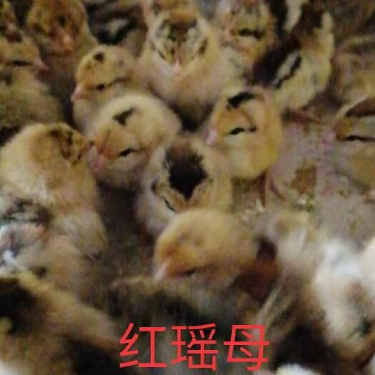 广州 红瑶鸡 公/母 红瑶鸡苗