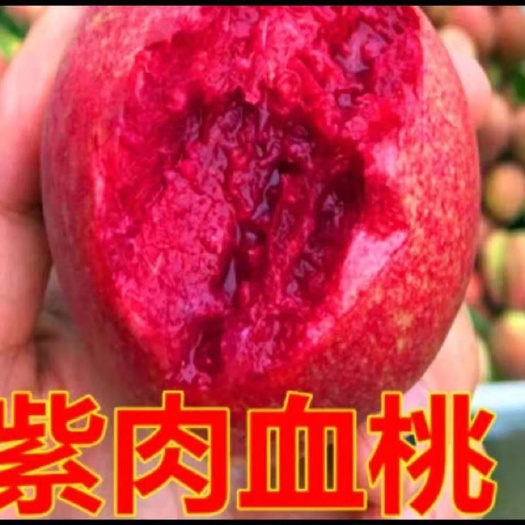 平邑县嫁接紫肉血桃树苗  当年结果  基地直销现挖现发  包邮
