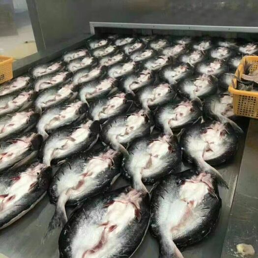 深圳腌/咸鱼 腌制鱼 厂家直销，腌制（巴沙鱼）
