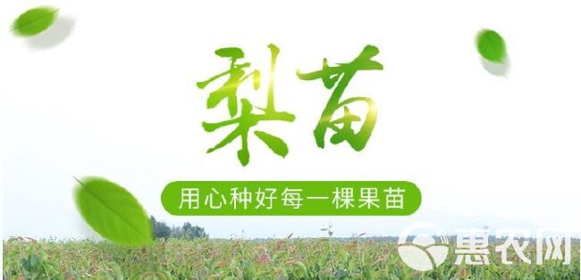 红啤梨苗 早熟品种，七月份成熟，单果重300克左右。甜度高