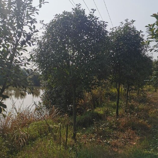 泸州高杆红叶石楠   供应5-10公分红叶石楠树