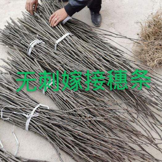 陇南无刺花椒苗  武都 无刺花椒嫁接接穗，产地直销提供技术嫁接技术  包邮发货