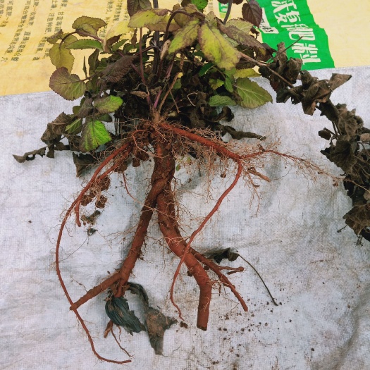 中江县 农家天然产地丹参原始采挖，干湿一二三级或统货欢迎品鉴！