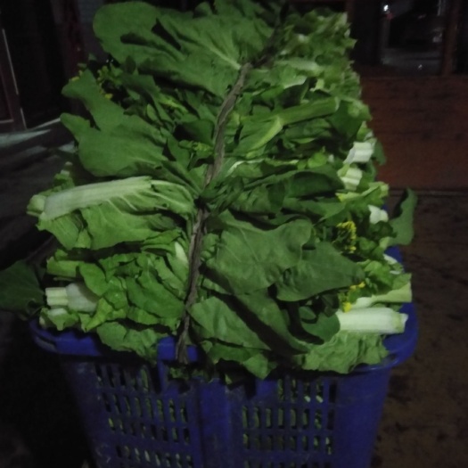 三穗县白菜苔 15~20cm