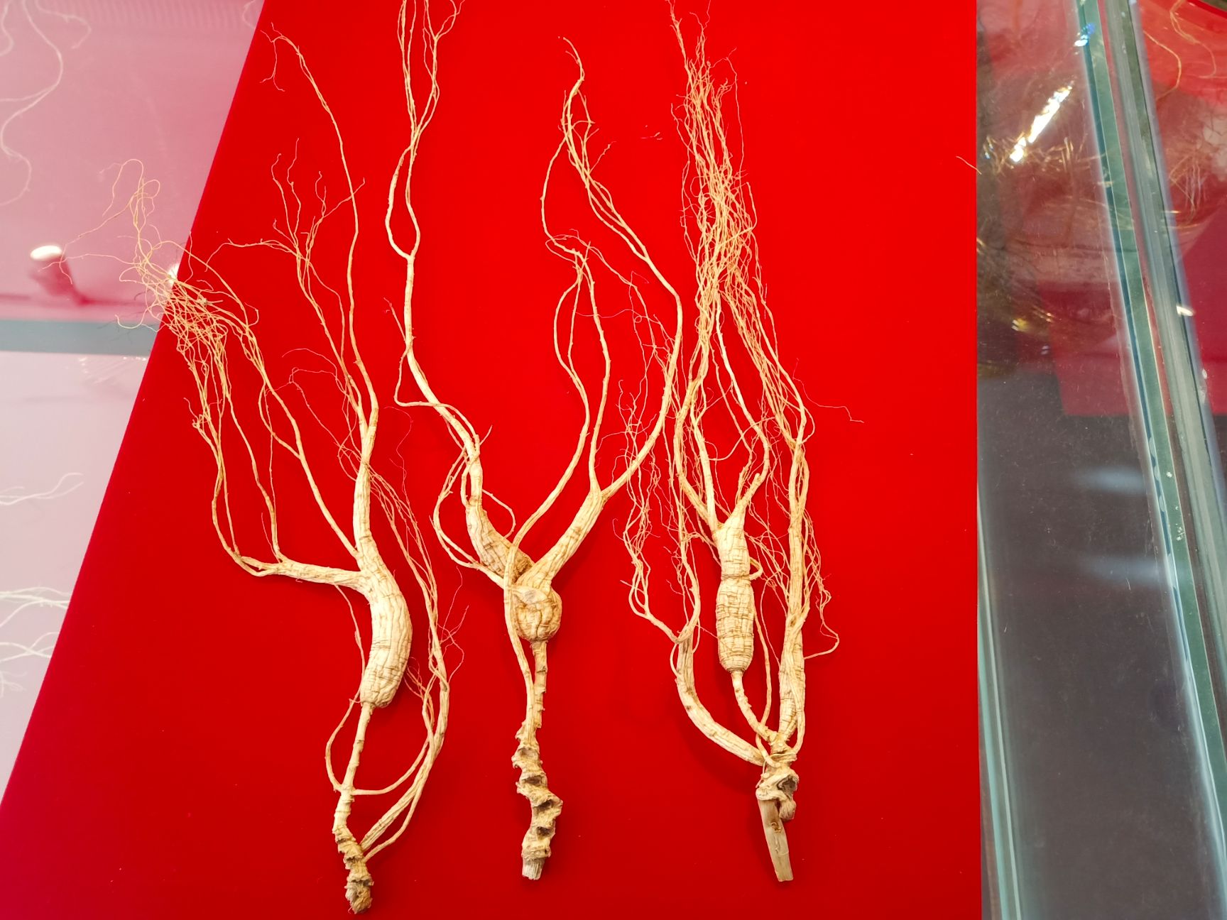 山参 礼盒包装山参