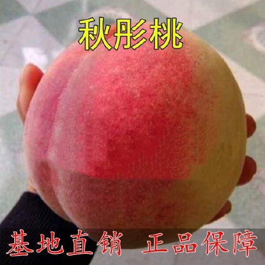 平邑县秋彤桃树苗 九月份成熟，单果重380克，甜度高，自花受粉