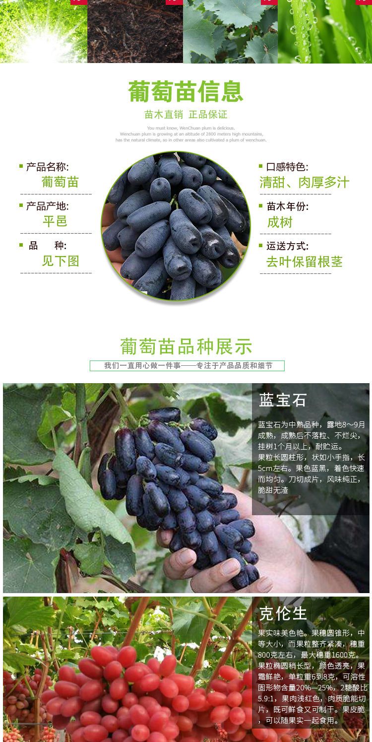 蓝宝石葡萄苗 中熟品种，八月份成熟，不落粒。甜度高