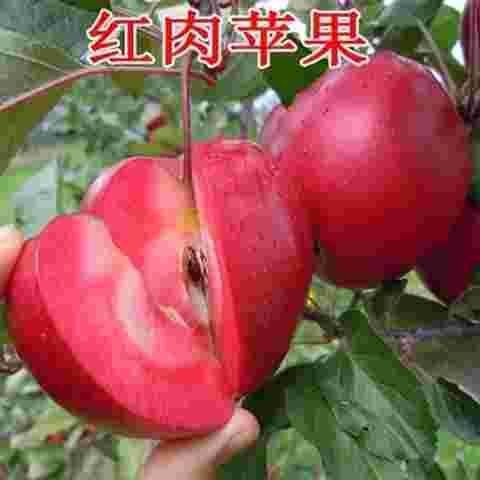 平邑县红肉苹果树苗 九月份成熟，结果早，产量高，果肉红色。