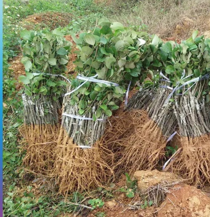 大青棗苗 南北方種植 基地直發(fā) 帶土帶葉  廣西發(fā)貨