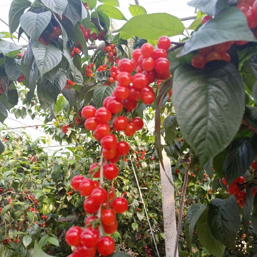 枣庄 山东省枣庄市山亭区暖棚小樱桃开始供应了