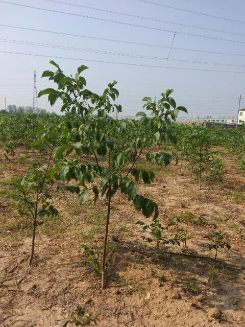 新乡县 核桃苗