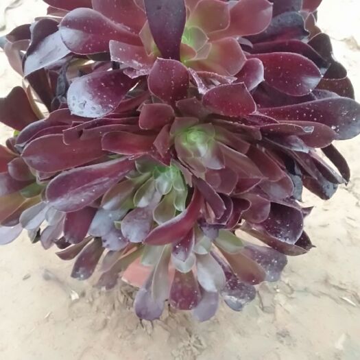 单县多肉组合  紫羊绒