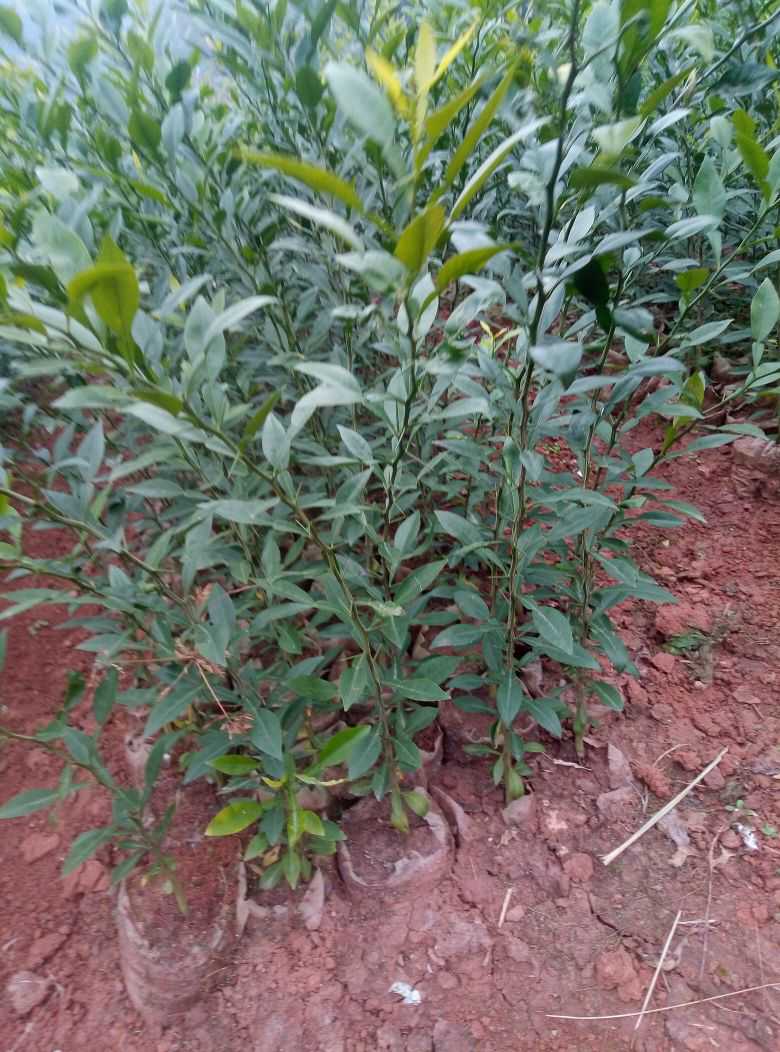 091无核沃柑苗 0.2米以下