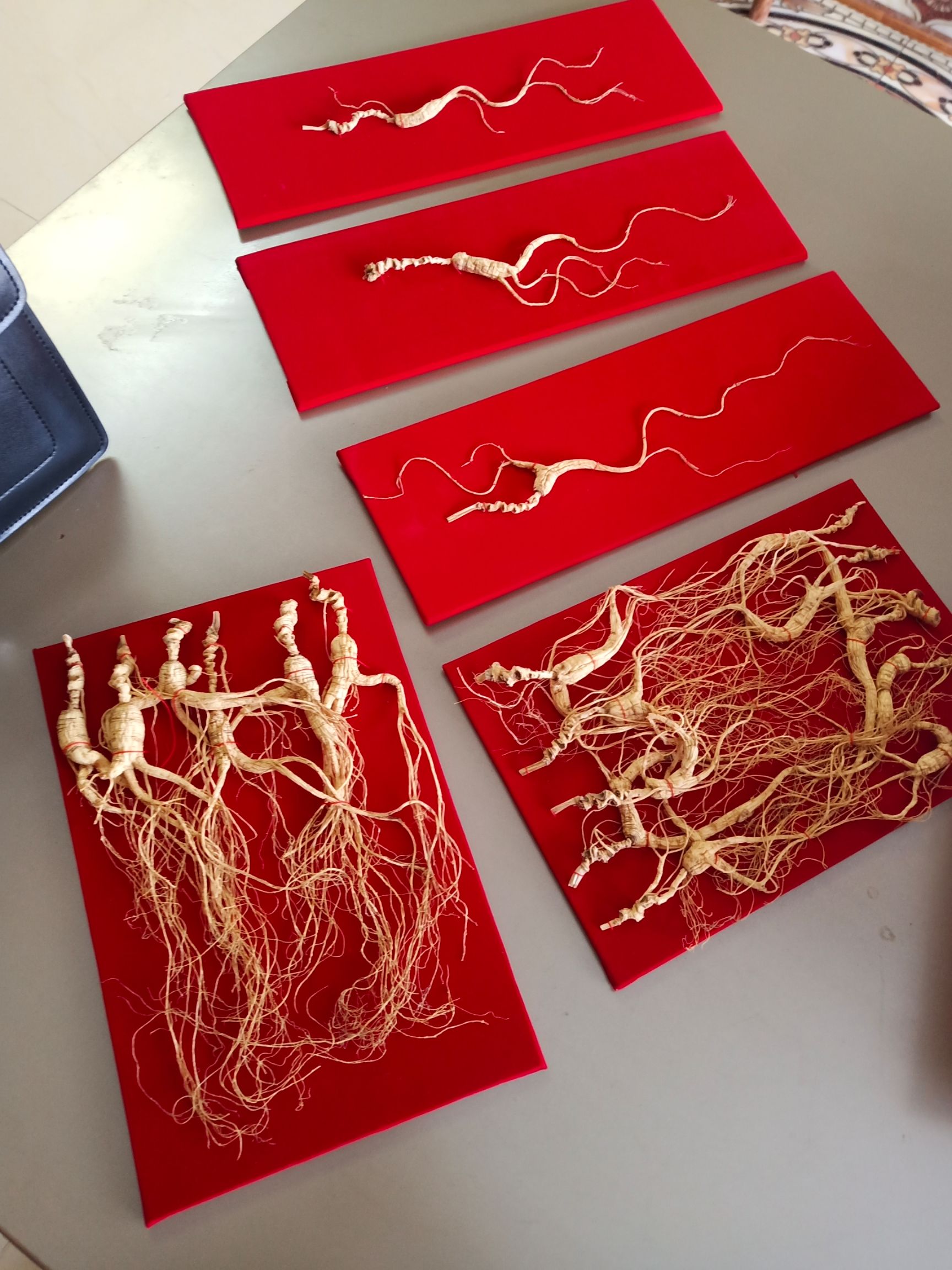 山参 礼盒包装山参