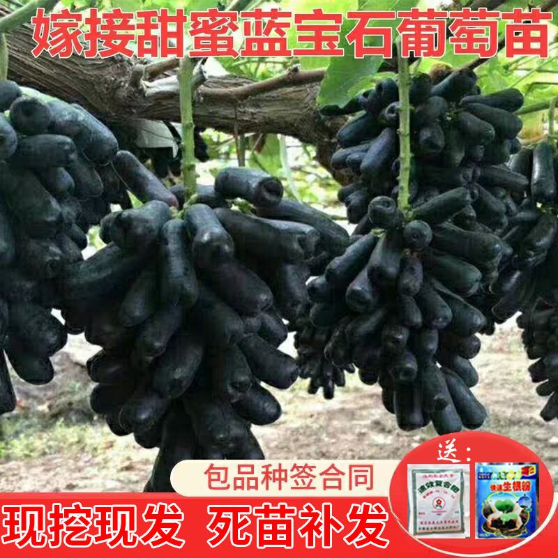 蓝宝石葡萄苗 中熟品种，八月份成熟，不落粒。甜度高