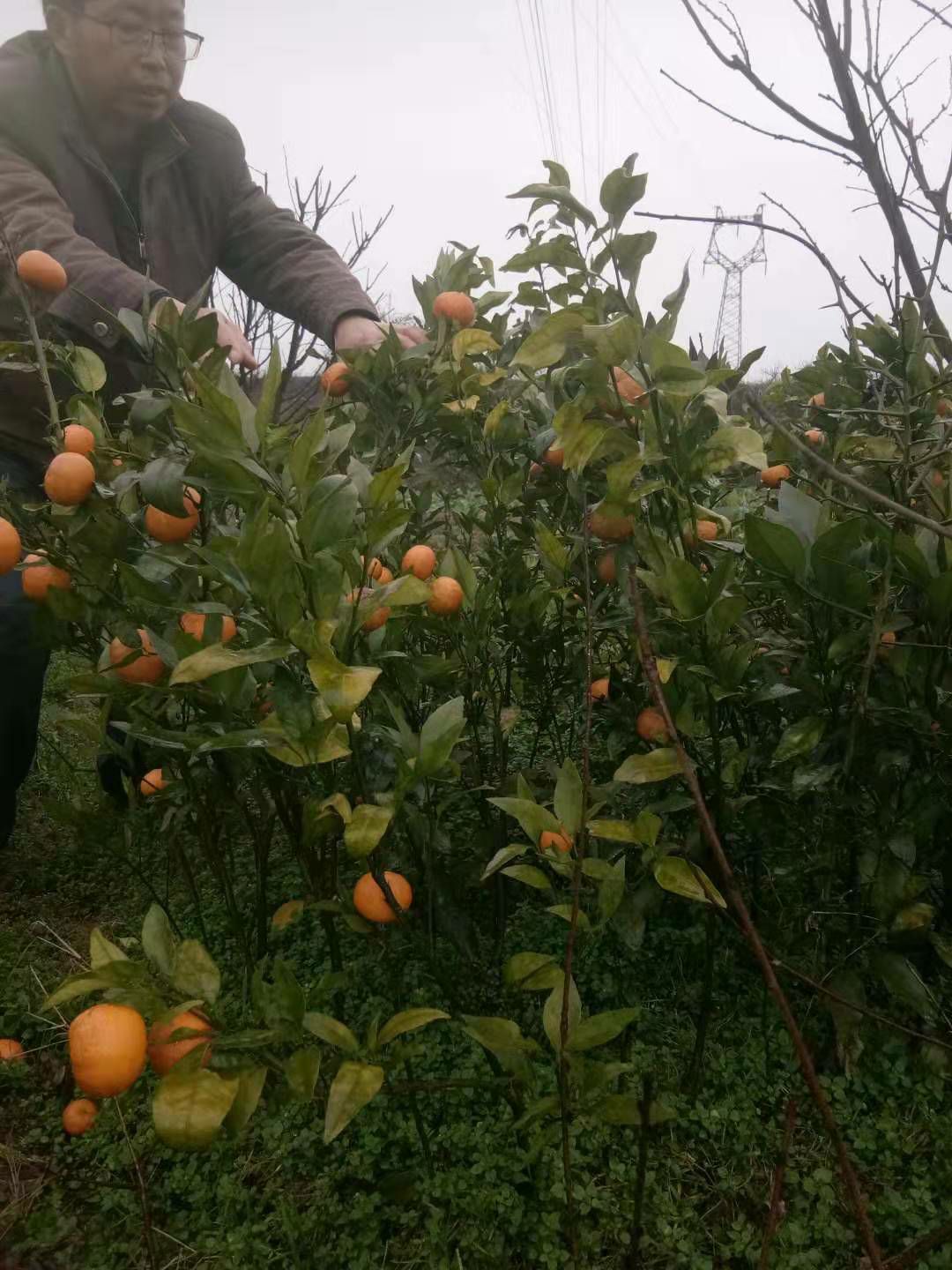 沃柑苗  无籽沃柑苗，有两年挂果苗，现挖包邮发快递