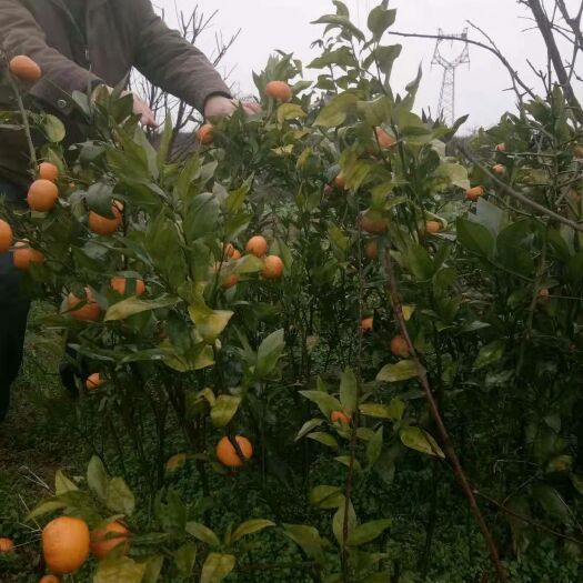 沃柑苗  无籽沃柑苗，有两年挂果苗，现挖包邮发快递