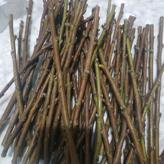 平邑县桃树嫁接枝条 嫁接枝条，黄金蜜桃枝条接穗，蟠桃嫁接枝条，