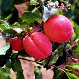 大荔县 陕西省大荔县红丰杏火热预售中（代发、代办、代存）