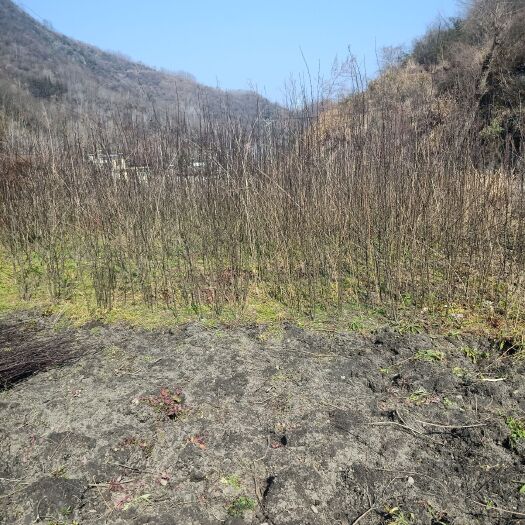安康大红袍花椒苗 大红袍花椒树苗