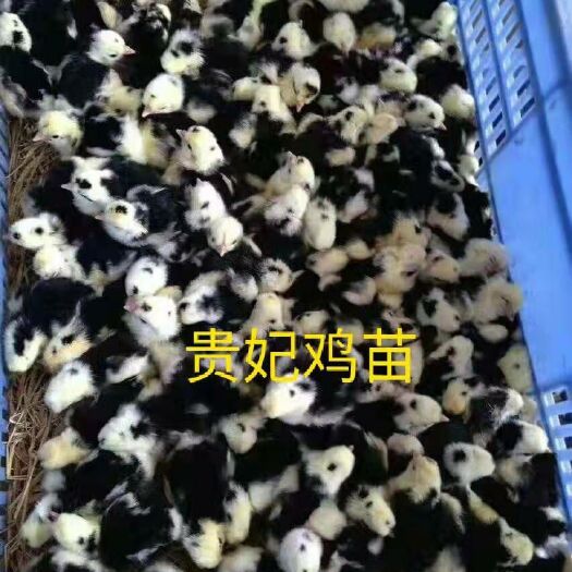 广州 贵妃鸡 鸡苗