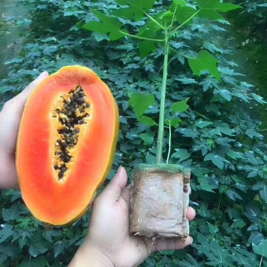 灵山县 红肉木瓜苗