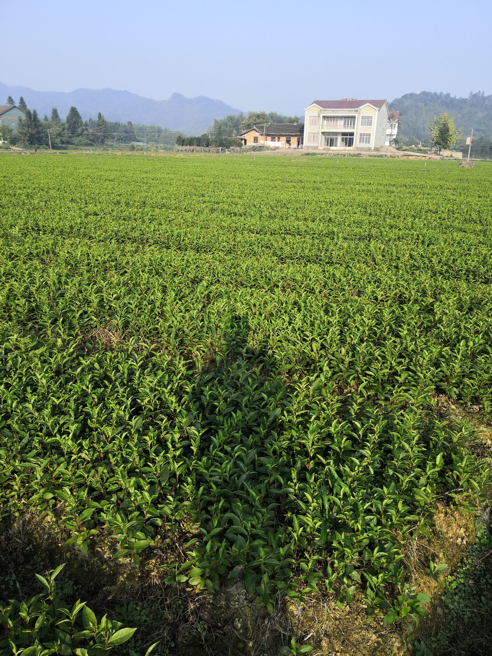 绿茶树苗 独本苗