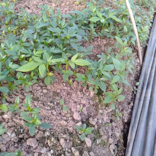 青花椒苗  水椒苗，又称狗椒苗，嫁结专用钻木
