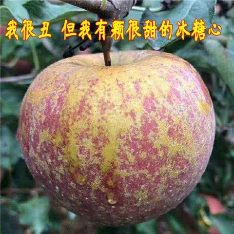平邑县冰糖心苹果苗 晚熟品种，十月份成熟，甜度19度。