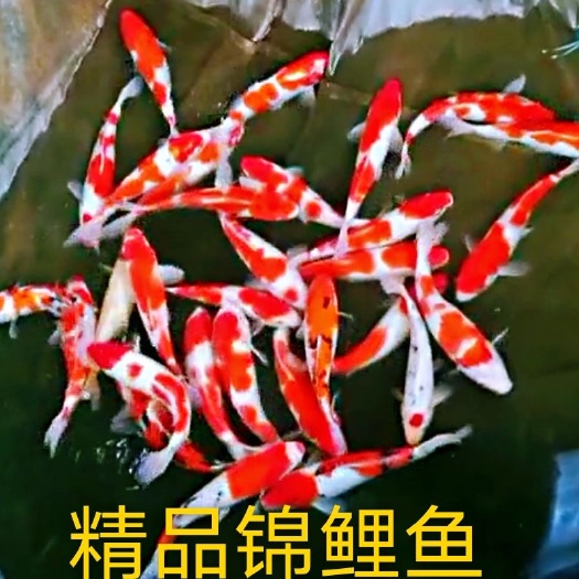 四会市红白三色锦鲤  日本锦鲤（大正，丹顶，红白，蝴蝶鲤，全部是A货）