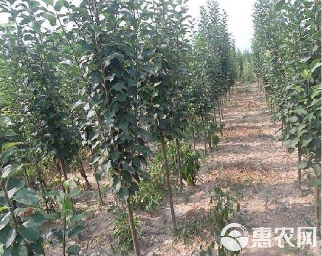 秋月梨树苗 九月份成熟，单果重480克。基地直销，甜度高