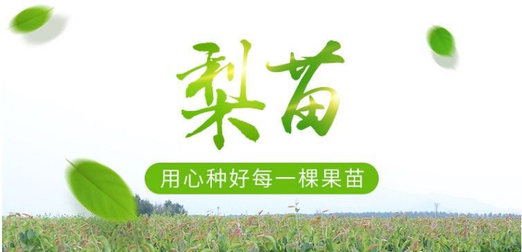 皇冠梨苗 七月份成熟，早熟品种，单果重380克，甜度高。