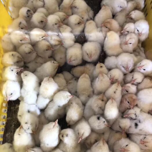 广州 高产蛋鸡苗 海兰灰蛋鸡苗 包打疫苗 包运输