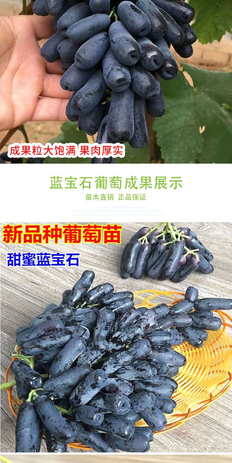 蓝宝石葡萄苗 中熟品种，八月份成熟，不落粒。甜度高