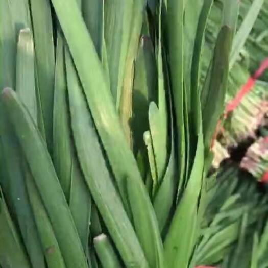 梁山县 精品红根小捆韭菜