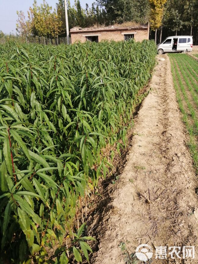  大量供应梨树苗苹果树苗桃树苗