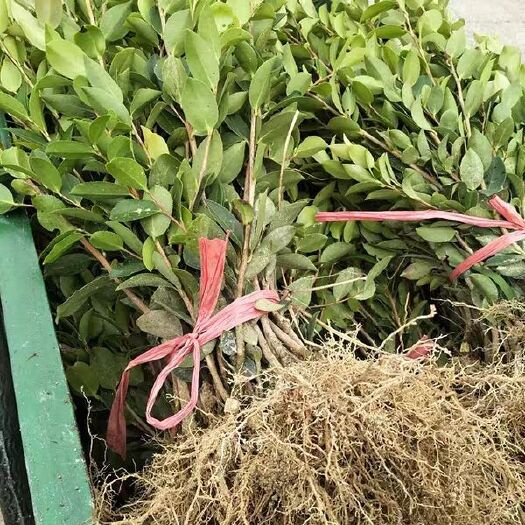 攸县油茶苗  良种嫁接1至2年生高产油茶树苗大量供应