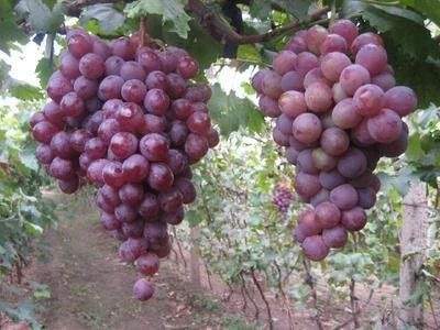 平邑县 蓝宝石葡萄苗果树北方南方种植庭院爬藤地栽盆栽葡萄树苖当年结果